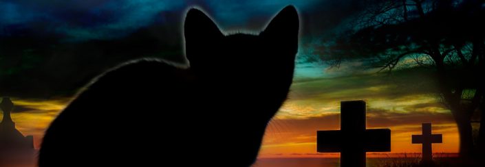 Cat in a cemetary Cat in a cemetary