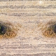 Earth Practices Seen From Alien Eyes